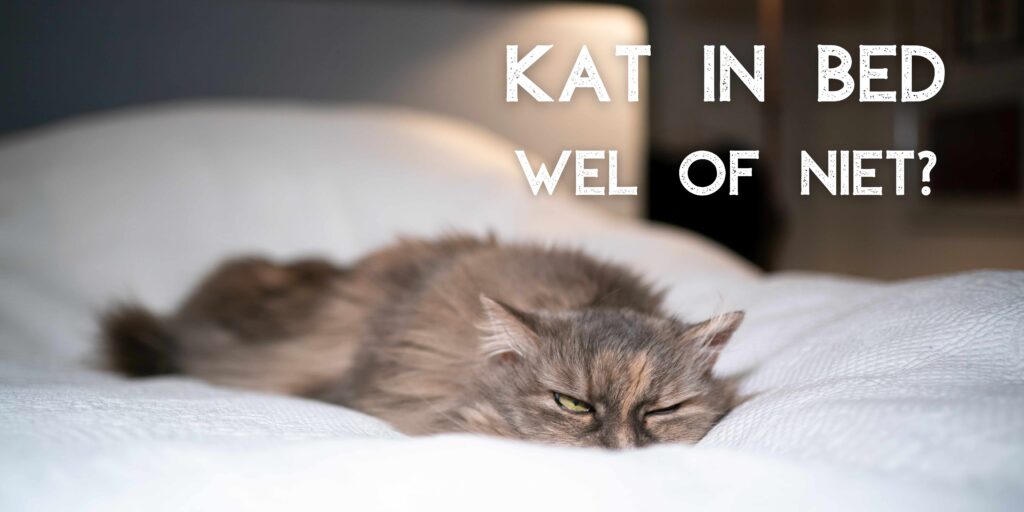 Wel Of Niet Slapen Met Je Kat? 2024